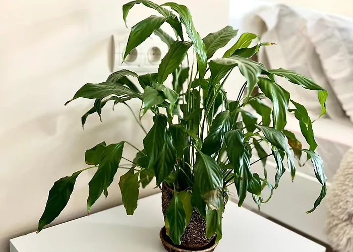 Osapart Perfect In A Complex Great Britain * Lviv