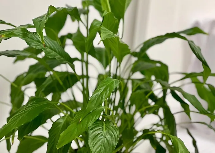 Osapart Perfect In A Complex Great Britain