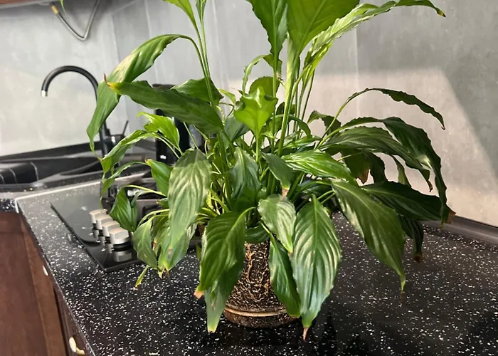 Апартаменты Osapart Perfect In A Complex Great Britain *